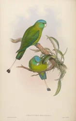 Prioniturus discurus